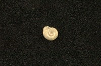 藏品(圓口扁蜷)的圖片
